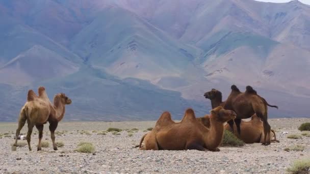 一群骆驼在蒙古西部的沙漠山区游荡 Bayan Ulgi — 图库视频影像