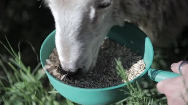 Close Van Een Schaap Voeden Met Hand Van Een Persoon — Stockvideo