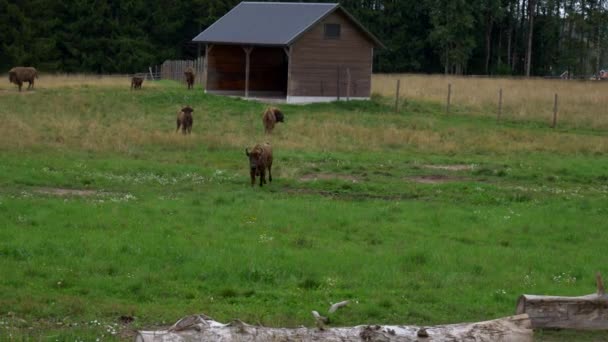 Ung Europeisk Bisonoxe Avelsgård Sverige Springer Mot Betraktaren — Stockvideo