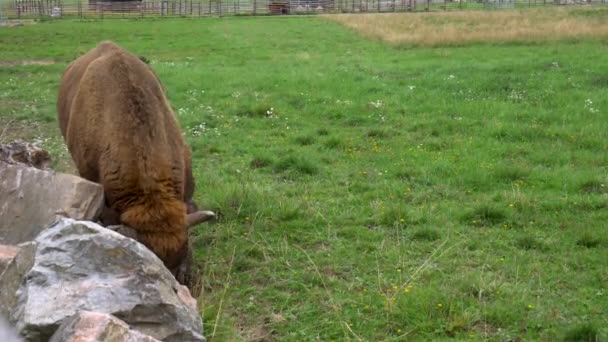 European Bison Digging Soil Breeding Farm Sweden — Stock Video