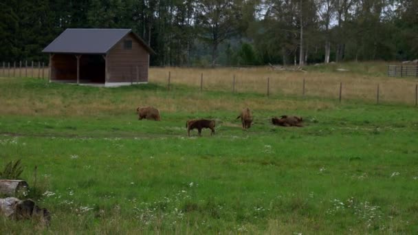 Ein Europäischer Bison Wälzt Sich Dreck Einer Zuchtfarm Schweden — Stockvideo
