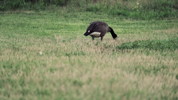 Canada Goose Eating Grass Seeds Pasture — Stock Video