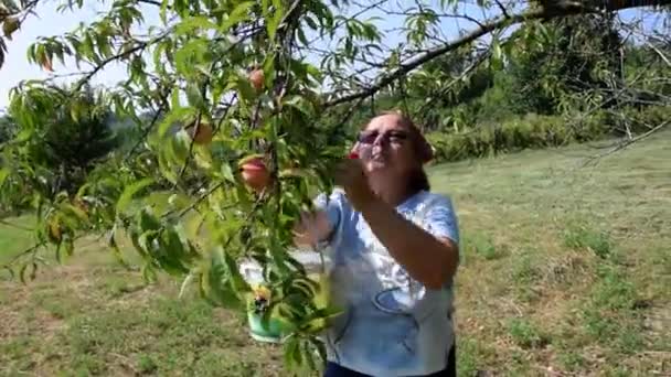 Mujer Recogiendo Fruta Naturaleza Árbol — Vídeos de Stock