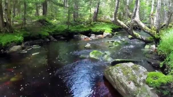 Głęboko Lesie Daleko — Wideo stockowe