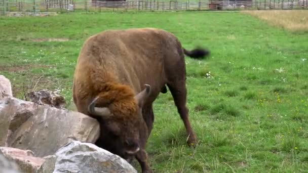 ヨーロッパのバイソンはスウェーデンの繁殖場で大きな石の上で頭を掻いている — ストック動画