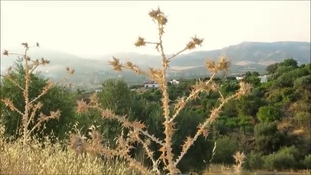 岩の多い農村アンダルシアの背景に対する乾燥アザミ植物 — ストック動画