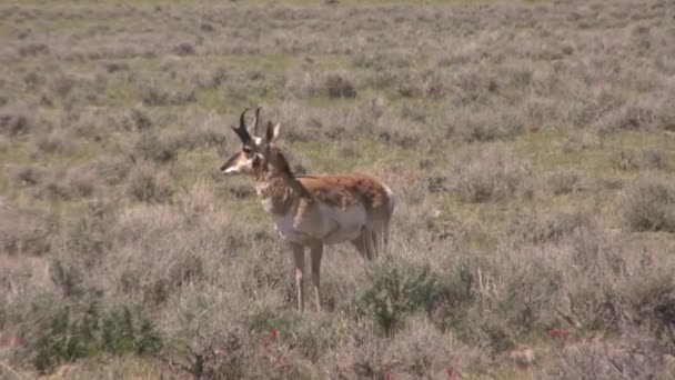 叉角羚羚羊在怀俄明州 — 图库视频影像