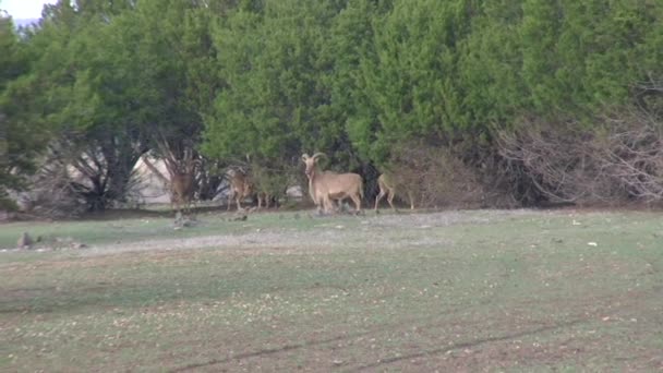 1080P Saniye Audad Ram Koyunları Teksas Sedir Ağacının Yanında Duruyor — Stok video