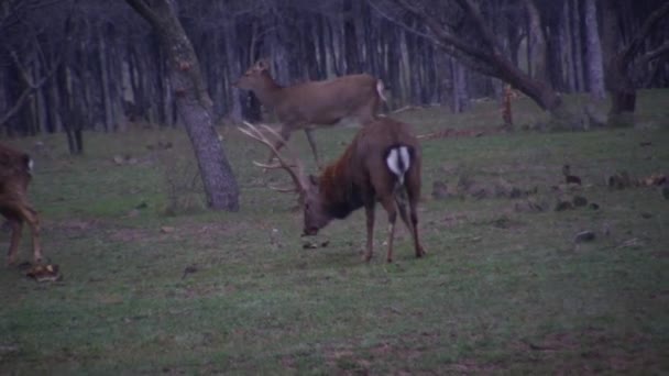 1080P Seconden Big Bull Sika Deer Het Bos — Stockvideo