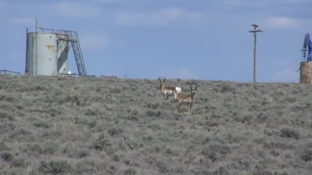Pronghorn Antilope Wyoming — Video Stock