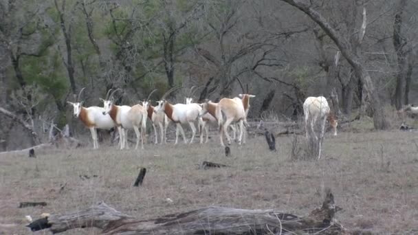 叉角羚羚羊在怀俄明州 — 图库视频影像
