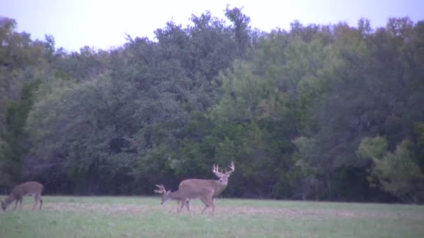 Saniye 1080P Ganimet Beyazkuyruk Buck Doe — Stok video