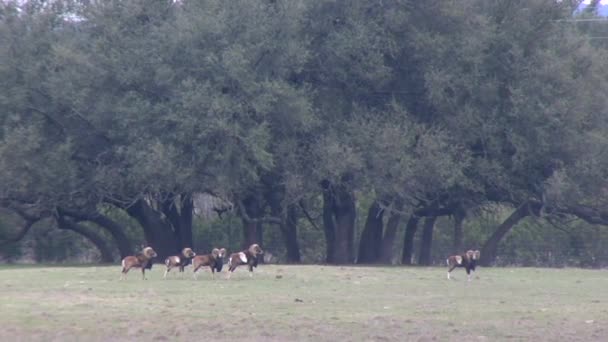 Sekunden 1080P Mufflon Sheep Rams Einem Feld — Stockvideo