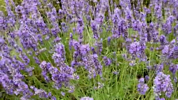Shot Gorgeous Bluebells Field Bee — Stock video