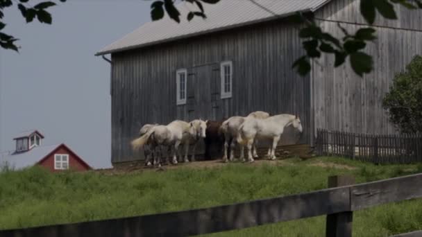 Vackra Hästar Som Står Bredvid Lada — Stockvideo