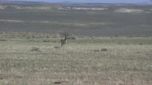 Pronghorn Antilop Wyoming — Stockvideo