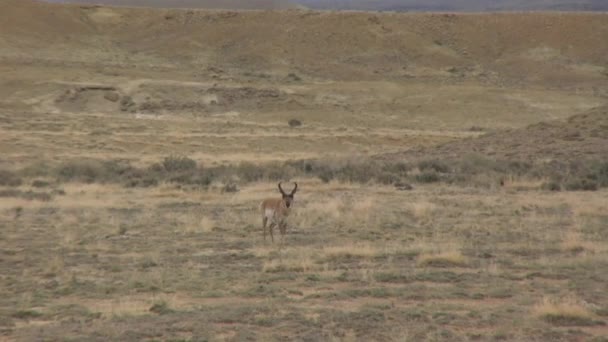 Villásszarvú Antilop Antilop Wyoming — Stock videók