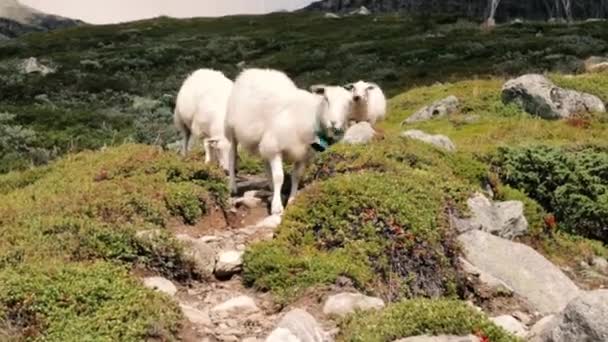 Tre Fårpromenader Ett Berg Norge — Stockvideo