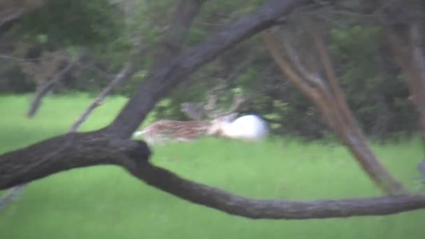 Ciervo Poca Profundidad Buck Terciopelo Bosque — Vídeo de stock