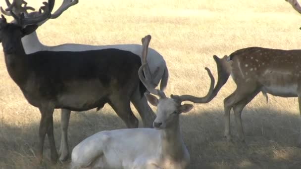 Fallow Deer Bucks Veludo Sob Uma Árvore Sombra — Vídeo de Stock