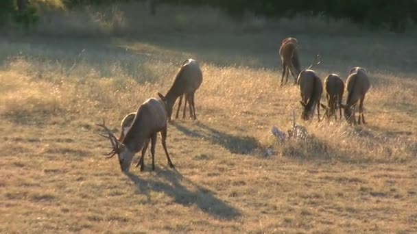 Saniye 1080P Kırmızı Geyik Sürüsü Geyik Hintliler Besleniyor — Stok video