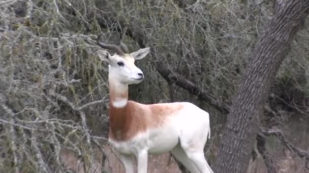 1080P Másodperc Dama Gazelle Bika Erdőben Etetés — Stock videók