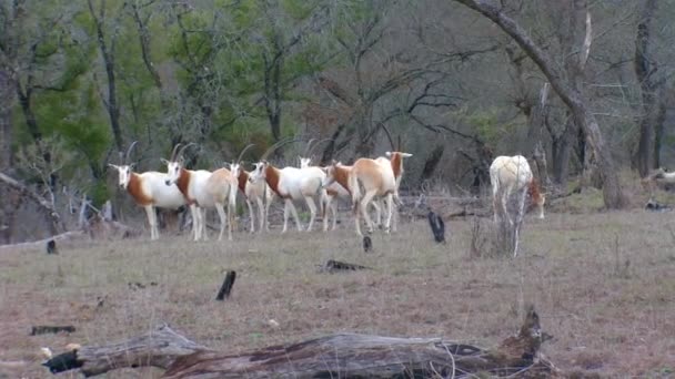 Δευτερόλεπτα 1080P Scimitar Κέρατο Oryx Άλεσμα Γύρω — Αρχείο Βίντεο