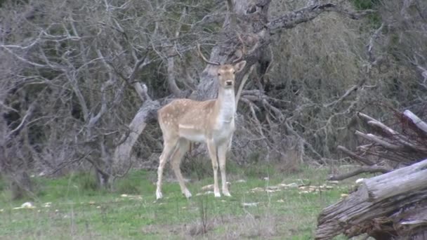 Seconds 1080P Fallow Deer Buck Edge Field — Stock Video