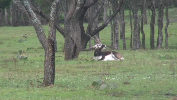 Indiano Blackbuck Antelope Sdraiato Poi Alza Scappa — Video Stock