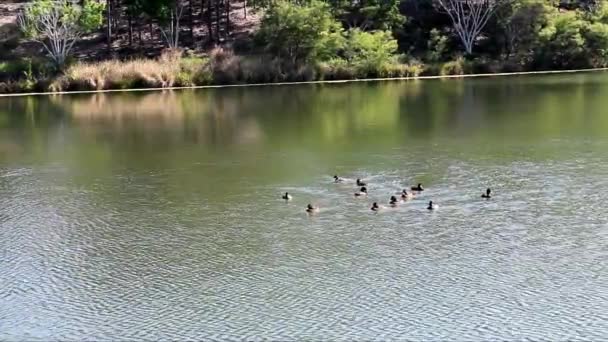 Kaczki Pływające Pięknym Jeziorze Wiosną Australii — Wideo stockowe