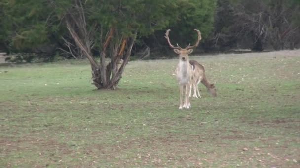Секунд 1080P Fallow Deer Buck Edge Field — стоковое видео