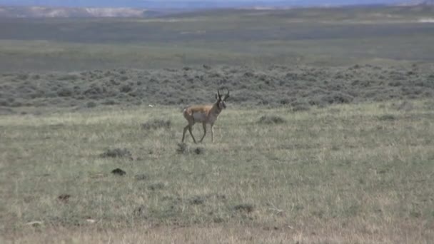 Villásszarvú Antilop Antilop Wyoming — Stock videók