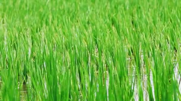 Les Petites Plantes Vertes Paddy Dans Vent — Video