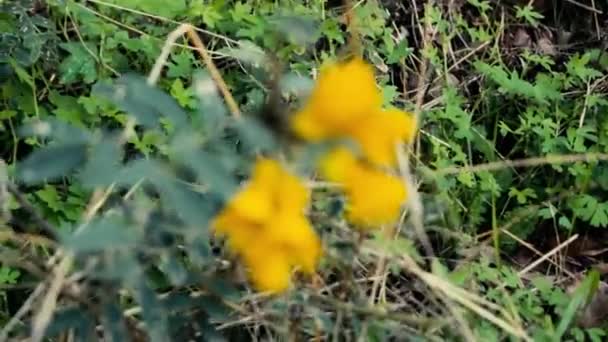 Close Vervagen Naar Focus Van Een Gele Bloem — Stockvideo