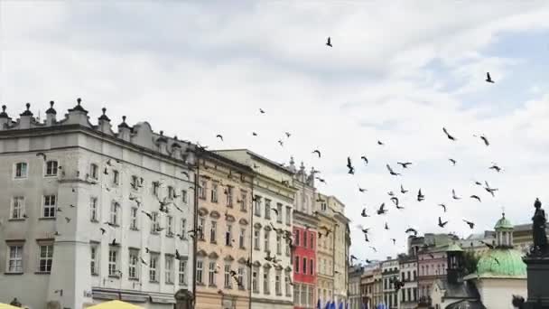 Vogels Vliegen Pakketten Groepen Samen Polen — Stockvideo