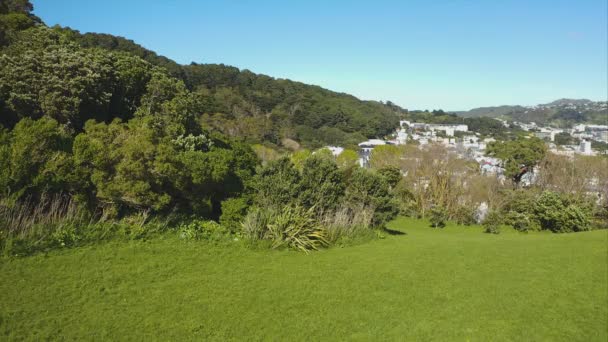 New Zealand Falcon Karearea Diving Prey Speed Welington New Resonand — 비디오