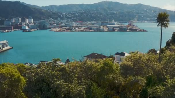 Wellington City Huvudstad Nya Zeeland Flygfoto Avslöjande Skott Från Trädgränsen — Stockvideo