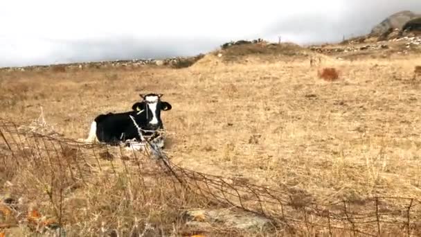 Koeien Grieks Eiland Liggen Het Veld — Stockvideo