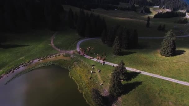 Küçük Bir Gölün Üzerinden Uçmak Dağda Bir Inek Sürüsü — Stok video