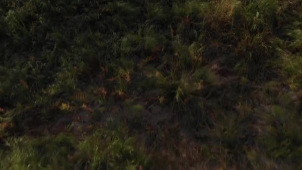 在夏天 美丽的风景在沼泽上空飘扬 绿草茂盛 水茂盛 — 图库视频影像
