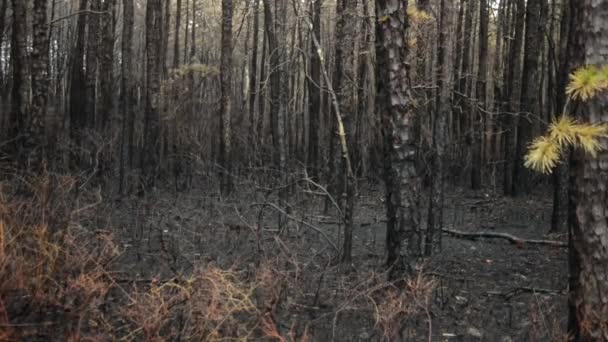 Depois Incêndio Forte Árvores Queimadas Arbustos Podem Ser Vistos Através — Vídeo de Stock