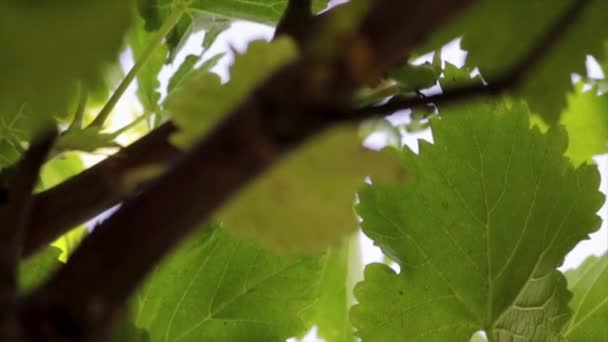 Медленное Движение Листья Виноградника — стоковое видео