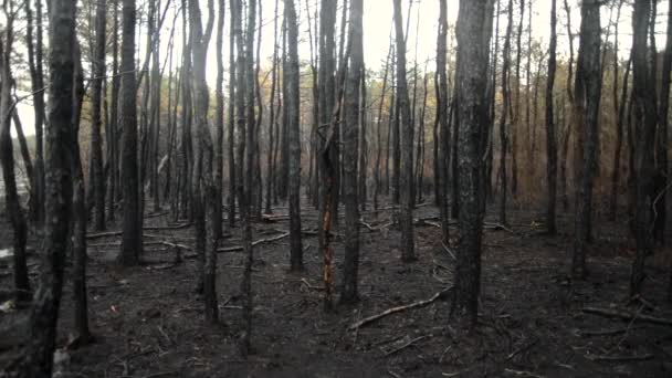 После Лесного Пожара Сгоревшие Деревья Кустарники Можно Увидеть Через Лес — стоковое видео