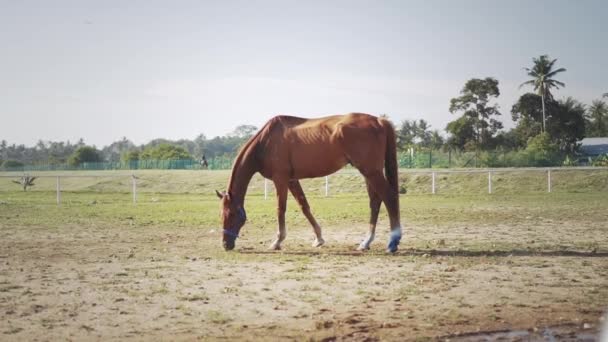 Amplia Toma Caballo Marrón Claro Comiendo Hierba Paddock Día Soleado — Vídeos de Stock