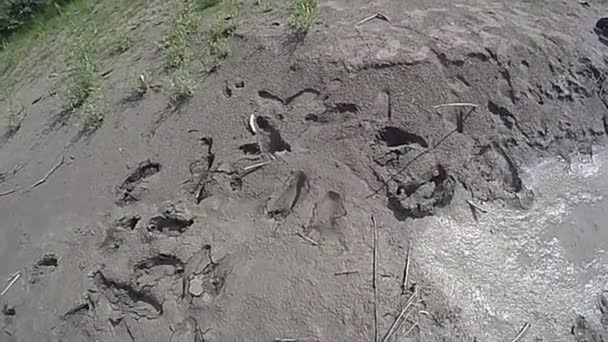 รอยเท าในชายหาดทรายโคลนต บหญ าในว แดด — วีดีโอสต็อก