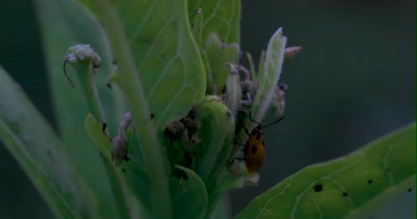 Escarabajos Maleza Lechera Una Planta Maleza Lechera — Vídeo de stock