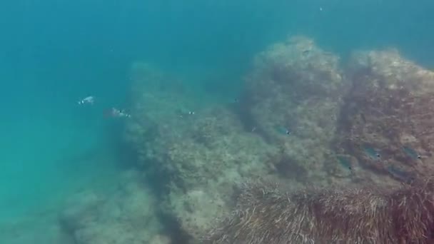 Nuotare Con Pesce Nel Mediterraneo 2018 — Video Stock