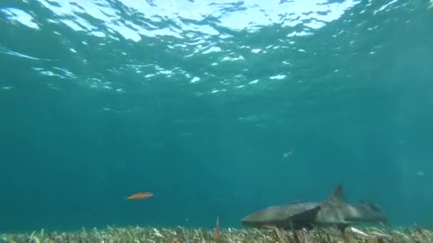 Karibiska Oceanen Undervattens Djurliv Nurse Shark — Stockvideo