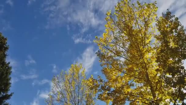 Esta Uma Filmagem Close Vista Árvores Plantas Flores — Vídeo de Stock