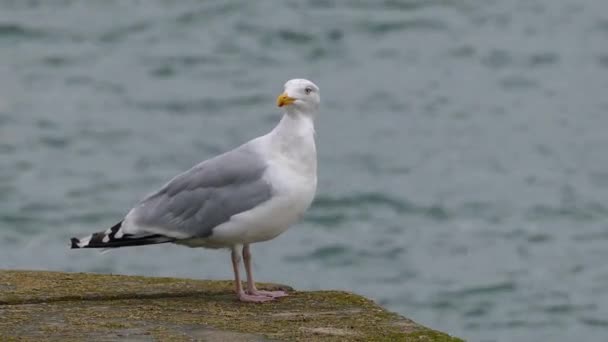 Big Seagull Στην Παραλία Barmouth Βόρεια Ουαλία — Αρχείο Βίντεο